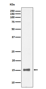 Western blot analysis of IL13 expression in human recombinant protein cell lysate.