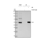 Immunoprecipitating TRIP6 in Hela whole cell lysate. Western blot analysis of TRIP6 using anti-TRIP6 antibody. Lane 1: Hela whole cell lysates (30ug), Lane 2: Rabbit control IgG instead of anti-TRIP6 antibody in Hela whole cell lysate, Lane 3: anti-TRIP6 antibody (2ug) + Hela whole cell lysate (500ug). After electrophoresis, proteins were transferred to a membrane. Then the membrane was incubated with rabbit anti-TRIP6 antibody at a dilution of 0.5 ug/ml and probed with a mouse anti-rabbit IgG-HRP secondary antibody. The signal is developed using ECL Plus Western Blotting Substrate. A specific band was detected for TRIP6 at approximately 50 kDa. The expected molecular weight of TRIP6 is ~50 kDa.