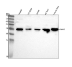 Western blot analysis of GAMT using anti-GAMT antibody. Lane 1: human HepG2 whole cell lysates, Lane 2: human SH-SY5Y whole cell lysates, Lane 3: human Jurkat whole cell lysates, Lane 4: rat liver tissue lysates, Lane 5: mouse liver tissue lysates. After electrophoresis, proteins were transferred to a nitrocellulose membrane at 150 mA for 50-90 minutes. Blocked the membrane with 5% non-fat milk/TBS for 1.5 hour at RT. The membrane was incubated with rabbit anti-GAMT antibody at 0.5 ug/ml overnight at 4oC, then washed with TBS-0.1%Tween 3 times with 5 minutes each and probed with a goat anti-rabbit IgG-HRP secondary antibody at a dilution of 1:5000 for 1.5 hour at RT. The signal was developed using enhanced chemiluminescent. A specific band was detected for GAMT at approximately 26 kDa. The expected molecular weight of GAMT is ~26 kDa.