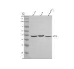 Western blot analysis of GPD1 using anti-GPD1 antibody. Electrophoresis was performed on a 10% SDS-PAGE gel at 80V (Stacking gel) / 120V (Resolving gel) for 2 hours. Lane 1: rat liver tissue lysates, Lane 2: rat RH35 whole cell lysates, Lane 3: mouse liver tissue lysates. After electrophoresis, proteins were transferred to a nitrocellulose membrane at 150 mA for 50-90 minutes. Blocked the membrane with 5% non-fat milk/TBS for 1.5 hour at RT. The membrane was incubated with rabbit anti-GPD1 antibody at 0.5 ug/ml overnight at 4oC, then washed with TBS-0.1%Tween 3 times with 5 minutes each and probed with a goat anti-rabbit IgG-HRP secondary antibody at a dilution of 1:5000 for 1.5 hour at RT. The signal was developed using an ECL Plus Western Blotting Substrate. The expected molecular weight of GPD1 is ~38 kDa.