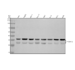 Western blot analysis of CDK2(Phospho-T160)/CDK1(Phospho-T161) using anti-Phospho-CDK2/CDK1 (Thr160/Thr161) antibody. Electrophoresis was performed on a 10% SDS-PAGE gel at 80V (Stacking gel) / 120V (Resolving gel) for 2 hours. Lane 1: human Hela whole cell lysates, Lane 2: human HepG2 whole cell lysates, Lane 3: human MCF-7 whole cell lysates, Lane 4: human Caco-2 whole cell lysates, Lane 5: human K562 whole cell lysates, Lane 6: human PC-3 whole cell lysates, Lane 7: human U251 whole cell lysates, Lane 8: human U2OS whole cell lysates. After electrophoresis, proteins were transferred to a nitrocellulose membrane at 150 mA for 50-90 minutes. Blocked the membrane with 5% non-fat milk/TBS for 1.5 hour at RT. The membrane was incubated with rabbit anti-Phospho-CDK2/CDK1 (Thr160/Thr161) antibody at a dilution of 1:500 overnight at 4oC, then washed with TBS-0.1%Tween 3 times with 5 minutes each and probed with a goat anti-rabbit IgG-HRP secondary antibody at a dilution of 1:5000 for 1.5 hour at RT. The signal was developed using an ECL Plus Western Blotting Substrate. Western blot probed with anti-phospho-CDK1/CDK2 (Thr161/Thr160) shows a main band at ~34 kDa corresponding to the full-length phosphorylated CDK1/2 and a weaker ~30 kDa band consistent with the deltaT-CDK2/1 isoform produced by alternative translation initiation.