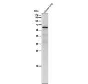 Mouse lung tissue lysate western blot tested with the NR2C2 antibody at 1:4000 dilution for 1 hour at room temperature. Predicted molecular weight: 65-67 kDa (two isoforms).