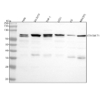 Western blot analysis of GLT25D1/COLGALT1 using anti-COLGALT1 antibody. Lane 1: human Hela whole cell lysates, Lane 2: human SH-SY5Y whole cell lysates, Lane 3: human THP-1 whole cell lysates, Lane 4: human U251 whole cell lysates, Lane 5: rat C6 whole cell lysates, Lane 6: mouse NIH/3T3 whole cell lysates. After electrophoresis, proteins were transferred to a nitrocellulose membrane at 150 mA for 50-90 minutes. Blocked the membrane with 5% non-fat milk/TBS for 1.5 hour at RT. The membrane was incubated with rabbit anti-COLGALT1 antibody at 0.5 ug/ml overnight at 4oC, then washed with TBS-0.1%Tween 3 times with 5 minutes each and probed with a goat anti-rabbit IgG-HRP secondary antibody at a dilution of 1:5000 for 1.5 hour at RT. The signal was developed using enhanced chemiluminescent. Western blot analysis of COLGALT1 using anti-COLGALT1 antibody. A major doublet is observed at ~80-85 kDa in human samples, consistent with reported glycosylated forms of the protein, while mouse and rat lysates show a single band near the predicted 72 kDa corresponding to the less glycosylated ortholog.