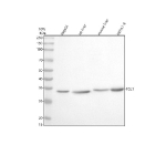 Western blot analysis of FGL1 using anti-FGL1 antibody. Electrophoresis was performed on a 10% SDS-PAGE gel at 80V (Stacking gel) / 120V (Resolving gel) for 2 hours. Lane 1: human HepG2 whole cell lysates, Lane 2: rat liver tissue lysates, Lane 3: mouse liver tissue lysates, Lane 4: mouse HEPA1-6 whole cell lysates. After electrophoresis, proteins were transferred to a nitrocellulose membrane at 150 mA for 50-90 minutes. Blocked the membrane with 5% non-fat milk/TBS for 1.5 hour at RT. The membrane was incubated with rabbit anti-FGL1 antibody at 0.5 ug/ml overnight at 4oC, then washed with TBS-0.1%Tween 3 times with 5 minutes each and probed with a goat anti-rabbit IgG-HRP secondary antibody at a dilution of 1:5000 for 1.5 hour at RT. The signal was developed using an ECL Plus Western Blotting Substrate. The expected molecular weight of FGL1 is ~36 kDa.