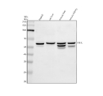 Western blot analysis of TKFC using anti-TKFC antibody. Electrophoresis was performed on a 10% SDS-PAGE gel at 80V (Stacking gel) / 120V (Resolving gel) for 2 hours. Lane 1: human HepG2 whole cell lysates, Lane 2: rat liver tissue lysates, Lane 3: mouse liver tissue lysates, Lane 4: mouse kidney tissue lysates. After electrophoresis, proteins were transferred to a nitrocellulose membrane at 150 mA for 50-90 minutes. Blocked the membrane with 5% non-fat milk/TBS for 1.5 hour at RT. The membrane was incubated with rabbit anti-TKFC antibody at 0.5 ug/ml overnight at 4oC, then washed with TBS-0.1%Tween 3 times with 5 minutes each and probed with a goat anti-rabbit IgG-HRP secondary antibody at a dilution of 1:5000 for 1.5 hour at RT. The signal was developed using an ECL Plus Western Blotting Substrate. Western blot analysis of TKFC using anti-TKFC antibody. A primary band is observed at ~59 kDa corresponding to full-length TKFC. Additional bands forming a doublet or triplet, particularly in liver and kidney lysates, are consistent with reported isoform and phosphorylation variants of the protein.