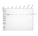 Western blot analysis of PIP5K1B using anti-PIP5K1B antibody. Electrophoresis was performed on a 10% SDS-PAGE gel at 80V (Stacking gel) / 120V (Resolving gel) for 2 hours. Lane 1: human HEL whole cell lysates, Lane 2: human HepG2 whole cell lysates, Lane 3: human Caco-2 whole cell lysates, Lane 4: rat testis tissue lysates, Lane 5: rat brain tissue lysates, Lane 6: mouse testis tissue lysates, Lane 7: mouse brain tissue lysates. After electrophoresis, proteins were transferred to a nitrocellulose membrane at 150 mA for 50-90 minutes. Blocked the membrane with 5% non-fat milk/TBS for 1.5 hour at RT. The membrane was incubated with rabbit anti-PIP5K1B antibody at 0.5 ug/ml overnight at 4oC, then washed with TBS-0.1%Tween 3 times with 5 minutes each and probed with a goat anti-rabbit IgG-HRP secondary antibody at a dilution of 1:5000 for 1.5 hour at RT. The signal was developed using an ECL Plus Western Blotting Substrate. The expected molecular weight of PIP5K1B is ~61 kDa.