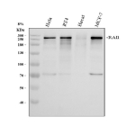 Western blot analysis of RAI1 using anti-RAI1 antibody. Electrophoresis was performed on a 8% SDS-PAGE gel at 80V (Stacking gel) / 120V (Resolving gel) for 2 hours. Lane 1: human Hela whole cell lysates, Lane 2: human RT4 whole cell lysates, Lane 3: human Hacat whole cell lysates, Lane 4: human MCF-7 whole cell lysates. After electrophoresis, proteins were transferred to a nitrocellulose membrane at 150 mA for 50-90 minutes. Blocked the membrane with 5% non-fat milk/TBS for 1.5 hour at RT. The membrane was incubated with rabbit anti-RAI1 antibody at 0.5 ug/ml overnight at 4oC, then washed with TBS-0.1%Tween 3 times with 5 minutes each and probed with a goat anti-rabbit IgG-HRP secondary antibody at a dilution of 1:5000 for 1.5 hour at RT. The signal was developed using an ECL Plus Western Blotting Substrate. A predominant band is observed at ~250-260 kDa, which is widely reported for endogenous RAI1 despite the calculated ~203 kDa, consistent with known anomalous migration of this large nuclear regulator.