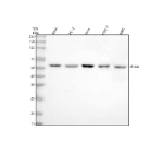 Western blot analysis of IFI44L using anti-IFI44L antibody. Lane 1: human SiHa whole cell lysates, Lane 2: human PC-3 whole cell lysates, Lane 3: human Hela whole cell lysates, Lane 4: monkey COS-7 whole cell lysates, Lane 5: mouse NRK whole cell lysates. After electrophoresis, proteins were transferred to a nitrocellulose membrane at 150 mA for 50-90 minutes. Blocked the membrane with 5% non-fat milk/TBS for 1.5 hour at RT. The membrane was incubated with rabbit anti-IFI44L antibody at 0.5 ug/ml overnight at 4oC, then washed with TBS-0.1%Tween 3 times with 5 minutes each and probed with a goat anti-rabbit IgG-HRP secondary antibody at a dilution of 1:5000 for 1.5 hour at RT. The signal was developed using enhanced chemiluminescent. A specific band was detected for IFI44L at approximately 51 kDa. The expected molecular weight of IFI44L is ~51 kDa.