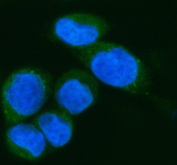 Immunofluorescent staining of IFI44L using anti-IFI44L antibody (green). IFI44L was detected in an immunocytochemical section of SiHa cells. Enzyme antigen retrieval was performed using IHC enzyme antigen retrieval reagent for 15 mins. The cells were blocked with 10% goat serum. And then incubated with 5 ug/ml rabbit anti-IFI44L antibody overnight at 4oC. DyLight 488 Conjugated Goat Anti-Rabbit IgG was used as secondary antibody at 1:500 dilution and incubated for 30 minutes at 37oC. The section was counterstained with DAPI nuclear stain (blue). Visualize using a fluorescence microscope and filter sets appropriate for the label used.