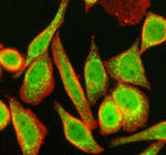 Immunofluorescent staining of NMNAT1 using anti-NMNAT1 antibody (green) and anti-Beta Tubulin antibody (red). NMNAT1 was detected in an immunocytochemical section of SIHA cells. Enzyme antigen retrieval was performed using IHC enzyme antigen retrieval reagent for 15 mins. The cells were blocked with 10% goat serum. And then incubated with 5 ug/ml rabbit anti-NMNAT1 antibody and mouse anti-Beta Tubulin antibody overnight at 4oC. DyLight 488 Conjugated Goat Anti-Rabbit IgG and Cy3 Conjugated Goat Anti-Mouse IgG were used as secondary antibody at 1:500 dilution and incubated for 30 minutes at 37oC. Visualize using a fluorescence microscope and filter sets appropriate for the label used.