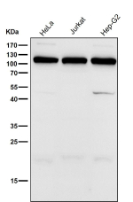 All lanes use the UBA7 antibody at 1:2000 dilution for 1 hour at room temperature. Predicted molecular weight ~112 kDa.