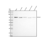Western blot analysis of POU6F2 using anti-POU6F2 antibody. Electrophoresis was performed on a 10% SDS-PAGE gel at 80V (Stacking gel) / 120V (Resolving gel) for 2 hours. Lane 1: human K562 whole cell lysates, Lane 2: rat testis tissue lysates, Lane 3: rat brain tissue lysates, Lane 4: mouse testis tissue lysates, Lane 5: mouse brain tissue lysates. After electrophoresis, proteins were transferred to a nitrocellulose membrane at 150 mA for 50-90 minutes. Blocked the membrane with 5% non-fat milk/TBS for 1.5 hour at RT. The membrane was incubated with rabbit anti-POU6F2 antibody at 0.5 ug/ml overnight at 4oC, then washed with TBS-0.1%Tween 3 times with 5 minutes each and probed with a goat anti-rabbit IgG-HRP secondary antibody at a dilution of 1:5000 for 1.5 hour at RT. The signal was developed using an ECL Plus Western Blotting Substrate. A specific band was detected for POU6F2 at approximately 73 kDa. The expected molecular weight of POU6F2 is ~73 kDa.