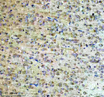 Immunohistochemical staining of NCDN using anti-NCDN antibody. NCDN was detected in a paraffin-embedded section of mouse brain tissue. Heat mediated antigen retrieval was performed in EDTA buffer (pH 8.0, epitope retrieval solution). The tissue section was blocked with 10% goat serum. The tissue section was then incubated with 2 ug/ml rabbit anti-NCDN antibody overnight at 4oC. Peroxidase Conjugated Goat Anti-rabbit IgG was used as secondary antibody and incubated for 30 minutes at 37oC. The tissue section was developed using an HRP secondary and DAB substrate.