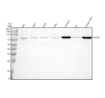 Western blot analysis of NCDN using anti-NCDN antibody. Electrophoresis was performed on a 10% SDS-PAGE gel at 80V (Stacking gel) / 120V (Resolving gel) for 2 hours. Lane 1: human HEL whole cell lysates, Lane 2: human 293T whole cell lysates, Lane 3: human SIHA whole cell lysates, Lane 4: human Hela whole cell lysates, Lane 5: rat brain tissue lysates, Lane 6: rat C6 whole cell lysates, Lane 7: mouse brain tissue lysates. After electrophoresis, proteins were transferred to a nitrocellulose membrane at 150 mA for 50-90 minutes. Blocked the membrane with 5% non-fat milk/TBS for 1.5 hour at RT. The membrane was incubated with rabbit anti-NCDN antibody at 0.5 ug/ml overnight at 4oC, then washed with TBS-0.1%Tween 3 times with 5 minutes each and probed with a goat anti-rabbit IgG-HRP secondary antibody at a dilution of 1:5000 for 1.5 hour at RT. The signal was developed using an ECL Plus Western Blotting Substrate. A specific band was detected for NCDN at approximately 79 kDa. The expected molecular weight of NCDN is ~79 kDa.