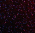 Immunofluorescent staining of NCDN using anti-NCDN antibody (red). NCDN was detected in a paraffin-embedded section of mouse brain tissue. Heat mediated antigen retrieval was performed in EDTA buffer (pH 8.0, epitope retrieval solution). The tissue section was blocked with 10% goat serum. The tissue section was then incubated with 5 ug/ml rabbit anti-NCDN antibody overnight at 4oC. Cy3 Conjugated Goat Anti-Rabbit IgG was used as secondary antibody at 1:500 dilution and incubated for 30 minutes at 37oC. The section was counterstained with DAPI nuclear stain (blue). Visualize using a fluorescence microscope and filter sets appropriate for the label used.