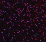 Immunofluorescent staining of NCDN using anti-NCDN antibody (red). NCDN was detected in a paraffin-embedded section of rat brain tissue. Heat mediated antigen retrieval was performed in EDTA buffer (pH 8.0, epitope retrieval solution). The tissue section was blocked with 10% goat serum. The tissue section was then incubated with 5 ug/ml rabbit anti-NCDN antibody overnight at 4oC. Cy3 Conjugated Goat Anti-Rabbit IgG was used as secondary antibody at 1:500 dilution and incubated for 30 minutes at 37oC. The section was counterstained with DAPI nuclear stain (blue). Visualize using a fluorescence microscope and filter sets appropriate for the label used.