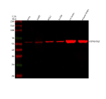 Western blot analysis of ATP6V1B2 using anti-ATP6V1B2 antibody. Lane 1: human Hela whole cell lysates, Lane 2: human whole cell lysates, Lane 3: human K562 whole cell lysates, Lane 4: human Jurkat whole cell lysates, Lane 5: rat brain tissue lysates, Lane 6: mouse brain tissue lysates. After electrophoresis, proteins were transferred to a nitrocellulose membrane at 150 mA for 50-90 minutes. Blocked the membrane with 5% non-fat milk/TBS for 1.5 hour at RT. The membrane was incubated with rabbit anti-ATP6V1B2 antibody at 0.5 ug/ml overnight at 4oC, then washed with TBS-0.1%Tween 3 times with 5 minutes each and probed with a goat anti-rabbit IgG-DyLight 647 Conjugated secondary antibody at a dilution of 1:2000 for 1.5 hour at RT. A specific band was detected for ATP6V1B2 at approximately 57 kDa. The expected molecular weight of ATP6V1B2 is ~57 kDa.