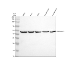 Western blot analysis of SERPINB12 using anti-SERPINB12 antibody. Electrophoresis was performed on a 10% SDS-PAGE gel at 80V (Stacking gel) / 120V (Resolving gel) for 2 hours. Lane 1: human K562 whole cell lysates, Lane 2: human Hela whole cell lysates, Lane 3: human SIHA whole cell lysates, Lane 4: human U251 whole cell lysates, Lane 5: mouse brain tissue lysates, Lane 6: mouse heart tissue lysates. After electrophoresis, proteins were transferred to a nitrocellulose membrane at 150 mA for 50-90 minutes. Blocked the membrane with 5% non-fat milk/TBS for 1.5 hour at RT. The membrane was incubated with rabbit anti-SERPINB12 antibody at 0.5 ug/ml overnight at 4oC, then washed with TBS-0.1%Tween 3 times with 5 minutes each and probed with a goat anti-rabbit IgG-HRP secondary antibody at a dilution of 1:5000 for 1.5 hour at RT. The signal was developed using an ECL Plus Western Blotting Substrate. A specific band was detected for SERPINB12 at approximately 46 kDa. The expected molecular weight of SERPINB12 is ~46 kDa.