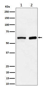 Western blot analysis of ATE1 expression in (1) human HepG2 cell lysate; (2) mouse spleen lysate. Predicted molecular weight ~59 kDa.