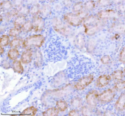Immunohistochemical staining of SASS6 using anti-SASS6 antibody. SASS6 was detected in a paraffin-embedded section of mouse kidney tissue. Heat mediated antigen retrieval was performed in EDTA buffer (pH 8.0, epitope retrieval solution). The tissue section was blocked with 10% goat serum. The tissue section was then incubated with 2 ug/ml rabbit anti-SASS6 antibody overnight at 4oC. Peroxidase Conjugated Goat Anti-rabbit IgG was used as secondary antibody and incubated for 30 minutes at 37oC. The tissue section was developed using an HRP secondary and DAB substrate.