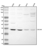 Western blot analysis of CDCA8 using anti-CDCA8 antibody. Lane 1: human K562 whole cell lysates, Lane 2: human HEL whole cell lysates, Lane 3: human whole cell lysates, Lane 4: human whole cell lysates. After electrophoresis, proteins were transferred to a nitrocellulose membrane at 150 mA for 50-90 minutes. Blocked the membrane with 5% non-fat milk/TBS for 1.5 hour at RT. The membrane was incubated with rabbit anti-CDCA8 antibody at 0.5 ug/ml overnight at 4oC, then washed with TBS-0.1%Tween 3 times with 5 minutes each and probed with a goat anti-rabbit IgG-HRP secondary antibody at a dilution of 1:5000 for 1.5 hour at RT. The signal was developed using enhanced chemiluminescent. The expected molecular weight of CDCA8 is ~31 kDa.