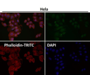 Immunofluorescent analysis using the AKT1/2/3 antibody (green) at 1:150 dilution.
