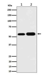 Western blot analysis of AKT1 + AKT2 + AKT3 expression in human (1) human Hela cell lysate and (2) human A549 cell lysate with AKT1/2/3 antibody. Predicted molecular weight ~56 kDa.