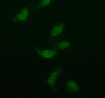 Immunofluorescent staining of ISOC2 using anti-ISOC2 antibody (green). ISOC2 was detected in an immunocytochemical section of BEAS-2B cells. Enzyme antigen retrieval was performed using IHC enzyme antigen retrieval reagent for 15 mins. The cells were blocked with 10% goat serum. And then incubated with 5 ug/ml rabbit anti-ISOC2 antibody overnight at 4oC. DyLight 488 Conjugated Goat Anti-Rabbit IgG was used as secondary antibody at 1:500 dilution and incubated for 30 minutes at 37oC. Visualize using a fluorescence microscope and filter sets appropriate for the label used.