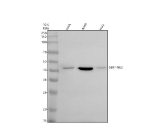 Western blot analysis of SERPINE2 using anti-SERPINE2 antibody. Electrophoresis was performed on a 10% SDS-PAGE gel at 80V (Stacking gel) / 120V (Resolving gel) for 2 hours. Lane 1: human SIHA whole cell lysates, Lane 2: human whole cell lysates, Lane 3: human Hela whole cell lysates. After electrophoresis, proteins were transferred to a nitrocellulose membrane at 150 mA for 50-90 minutes. Blocked the membrane with 5% non-fat milk/TBS for 1.5 hour at RT. The membrane was incubated with rabbit anti-SERPINE2 antibody at 0.5 ug/ml overnight at 4oC, then washed with TBS-0.1%Tween 3 times with 5 minutes each and probed with a goat anti-rabbit IgG-HRP secondary antibody at a dilution of 1:5000 for 1.5 hour at RT. The signal was developed using an ECL Plus Western Blotting Substrate. A specific band was detected for SERPINE2 at approximately 44 kDa. The expected molecular weight of SERPINE2 is ~44 kDa.
