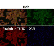 Immunofluorescent analysis using the LAG-3 antibody (green) at 1:150 dilution.