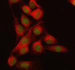 Immunofluorescent staining of RBM17 using anti-RBM17 antibody (green) and anti-Tubulin Alpha antibody (red). RBM17 was detected in immunocytochemical section of Hela cell. Enzyme antigen retrieval was performed using IHC enzyme antigen retrieval reagent for 15 mins. The cells were blocked with 10% goat serum. And then incubated with 5 ug/ml rabbit anti-RBM17 antibody and mouse anti-Tubulin Alpha antibody overnight at 4oC. DyLight 488 Conjugated Goat Anti-Rabbit IgG and Cy3 Conjugated Goat Anti-Mouse IgG were used as secondary antibody at 1:500 dilution and incubated for 30 minutes at 37oC. Visualize using a fluorescence microscope and filter sets appropriate for the label used.