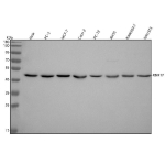 Western blot analysis of RBM17 using anti-RBM17 antibody. Lane 1: human Hela whole cell lysates, Lane 2: human PC-3 whole cell lysates, Lane 3: human MCF-7 whole cell lysates, Lane 4: human Caco-2 whole cell lysates, Lane 5: rat PC-12 whole cell lysates, Lane 6: rat RH35 whole cell lysates, Lane 7: mouse RAW264.7 whole cell lysates, Lane 8: mouse NIH/3T3 whole cell lysates. After electrophoresis, proteins were transferred to a nitrocellulose membrane at 150 mA for 50-90 minutes. Blocked the membrane with 5% non-fat milk/TBS for 1.5 hour at RT. The membrane was incubated with rabbit anti-RBM17 antibody at 0.5 ug/ml overnight at 4oC, then washed with TBS-0.1%Tween 3 times with 5 minutes each and probed with a goat anti-rabbit IgG-HRP secondary antibody at a dilution of 1:5000 for 1.5 hour at RT. The signal was developed using enhanced chemiluminescent. A specific band was detected for RBM17 at approximately 45 kDa. The expected molecular weight of RBM17 is ~45 kDa.