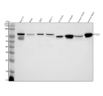 Western blot analysis of PTCD1 using anti-PTCD1 antibody. Lane 1: human Caco-2 whole cell lysates, Lane 2: human SIHA whole cell lysates, Lane 3: human 293T whole cell lysates, Lane 4: human MCF-7 whole cell lysates, Lane 5: rat testis tissue lysates, Lane 6: rat heart tissue lysates, Lane 7: mouse testis tissue lysates, Lane 8: mouse heart tissue lysates. After electrophoresis, proteins were transferred to a nitrocellulose membrane at 150 mA for 50-90 minutes. Blocked the membrane with 5% non-fat milk/TBS for 1.5 hour at RT. The membrane was incubated with rabbit anti-PTCD1 antibody at 0.5 ug/ml overnight at 4oC, then washed with TBS-0.1%Tween 3 times with 5 minutes each and probed with a goat anti-rabbit IgG-HRP secondary antibody at a dilution of 1:5000 for 1.5 hour at RT. The signal was developed using enhanced chemiluminescent. A major band is detected at ~79 kDa together with lower species; mouse and rat lysates show a ~70 kDa doublet consistent with the processed mitochondrial form and phosphorylation-dependent mobility differences relative to the precursor.