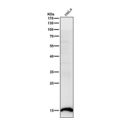 Human HeLa cell lysate tested with the Histone H2B (acetyl K16) antibody at 1:1000 dilution for 1 hour at room temperature. Predicted molecular weight ~15 kDa.