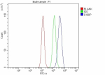 Flow Cytometry analysis of SiHa cells using anti-S100P antibody. Overlay histogram showing SiHa cells stained with (Blue line). To facilitate intracellular staining, cells were fixed with 4% paraformaldehyde and permeabilized with permeabilization buffer. The cells were blocked with 10% normal goat serum. And then incubated with rabbit anti-S100P antibody (1 ug/million cells) for 30 min at 20oC. DyLight 488 conjugated goat anti-rabbit IgG (5-10 ug/million cells) was used as secondary antibody for 30 minutes at 20oC. Isotype control antibody (Green line) was rabbit IgG (1 ug/million cells) used under the same conditions. Unlabelled sample without incubation with primary antibody and secondary antibody (Red line) was used as a blank control.