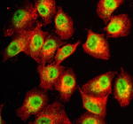 Immunofluorescent staining of QKI using anti-QKI antibody (green) and anti-Beta Tubulin antibody (red). QKI was detected in an immunocytochemical section of cells. Enzyme antigen retrieval was performed using IHC enzyme antigen retrieval reagent for 15 mins. The cells were blocked with 10% goat serum. And then incubated with 5 ug/ml rabbit anti-QKI antibody and mouse anti-Beta Tubulin antibody overnight at 4oC. DyLight 488 Conjugated Goat Anti-Rabbit IgG and Cy3 Conjugated Goat Anti-Mouse IgG were used as secondary antibody at 1:500 dilution and incubated for 30 minutes at 37oC. Visualize using a fluorescence microscope and filter sets appropriate for the label used.