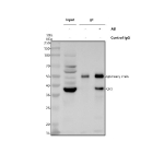 Immunoprecipitating QKI in K562 whole cell lysate. Western blot analysis of QKI using anti-QKI antibody. Lane 1: K562 whole cell lysates (30ug), Lane 2: Rabbit control IgG instead of anti-QKI antibody in K562 whole cell lysate, Lane 3: anti-QKI antibody (2ug) + K562 whole cell lysate (500ug). After electrophoresis, proteins were transferred to a membrane. Then the membrane was incubated with rabbit anti-QKI antibody at a dilution of 0.5 ug/ml and probed with a goat anti-rabbit IgG-HRP secondary antibody. The signal is developed using ECL Plus Western Blotting Substrate. A specific band was detected for QKI at approximately 38 kDa. The expected molecular weight of QKI is at 38 kDa.