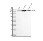 Western blot analysis of CEP110/CNTRL using anti-CNTRL antibody. Lane 1: human HEL whole cell lysates, Lane 2: rat testis tissue lysates, Lane 3: mouse testis tissue lysates. After electrophoresis, proteins were transferred to a nitrocellulose membrane at 150 mA for 50-90 minutes. Blocked the membrane with 5% non-fat milk/TBS for 1.5 hour at RT. The membrane was incubated with rabbit anti-CNTRL antibody at 0.5 ug/ml overnight at 4oC, then washed with TBS-0.1%Tween 3 times with 5 minutes each and probed with a goat anti-rabbit IgG-HRP secondary antibody at a dilution of 1:5000 for 1.5 hour at RT. The signal was developed using enhanced chemiluminescent. A specific band was detected for CEP110/CNTRL at approximately 269 kDa. The expected molecular weight of CEP110/CNTRL is at 269 kDa.
