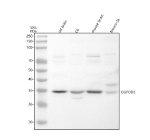 Western blot analysis of OGFOD3 using anti-OGFOD3 antibody. Lane 1: rat brain tissue lysates, Lane 2: rat C6 whole cell lysates, Lane 3: mouse brain tissue lysates, Lane 4: mouse Neuro-2a whole cell lysates. After electrophoresis, proteins were transferred to a nitrocellulose membrane at 150 mA for 50-90 minutes. Blocked the membrane with 5% non-fat milk/TBS for 1.5 hour at RT. The membrane was incubated with rabbit anti-OGFOD3 antibody at 0.5 ug/ml overnight at 4oC, then washed with TBS-0.1%Tween 3 times with 5 minutes each and probed with a goat anti-rabbit IgG-HRP secondary antibody at a dilution of 1:5000 for 1.5 hour at RT. The signal was developed using enhanced chemiluminescent. A specific band was detected for OGFOD3 at approximately 36 kDa. The expected molecular weight of OGFOD3 is ~36 kDa.