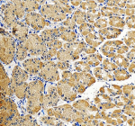 Immunohistochemical staining of GKN1 using anti-GKN1 antibody. GKN1 was detected in a paraffin-embedded section of human stomach tissue. Heat mediated antigen retrieval was performed in EDTA buffer (pH 8.0, epitope retrieval solution). The tissue section was blocked with 10% goat serum. The tissue section was then incubated with 2 ug/ml rabbit anti-GKN1 antibody overnight at 4oC. Peroxidase Conjugated Goat Anti-rabbit IgG was used as secondary antibody and incubated for 30 minutes at 37oC. The tissue section was developed using an HRP secondary and DAB substrate.
