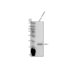 Western blot analysis of GKN1 using anti-GKN1 antibody. Electrophoresis was performed on a 12% SDS-PAGE gel at 80V (Stacking gel) / 120V (Resolving gel) for 2 hours. Lane 1: mouse stomach tissue lysates. After electrophoresis, proteins were transferred to a nitrocellulose membrane at 150 mA for 50-90 minutes. Blocked the membrane with 5% non-fat milk/TBS for 1.5 hour at RT. The membrane was incubated with rabbit anti-GKN1 antibody at 0.5 ug/ml overnight at 4oC, then washed with TBS-0.1%Tween 3 times with 5 minutes each and probed with a goat anti-rabbit IgG-HRP secondary antibody at a dilution of 1:5000 for 1.5 hour at RT. The signal was developed using an ECL Plus Western Blotting Substrate. The expected molecular weight of GKN1 is ~20 kDa.