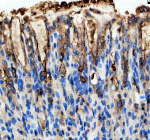 Immunohistochemical staining of GKN1 using anti-GKN1 antibody. GKN1 was detected in a paraffin-embedded section of mouse stomach tissue. Heat mediated antigen retrieval was performed in EDTA buffer (pH 8.0, epitope retrieval solution). The tissue section was blocked with 10% goat serum. The tissue section was then incubated with 2 ug/ml rabbit anti-GKN1 antibody overnight at 4oC. Peroxidase Conjugated Goat Anti-rabbit IgG was used as secondary antibody and incubated for 30 minutes at 37oC. The tissue section was developed using an HRP secondary and DAB substrate.