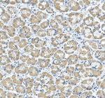 Immunohistochemical staining of GKN1 using anti-GKN1 antibody. GKN1 was detected in a paraffin-embedded section of human stomach tissue. Heat mediated antigen retrieval was performed in EDTA buffer (pH 8.0, epitope retrieval solution). The tissue section was blocked with 10% goat serum. The tissue section was then incubated with 2 ug/ml rabbit anti-GKN1 antibody overnight at 4oC. Peroxidase Conjugated Goat Anti-rabbit IgG was used as secondary antibody and incubated for 30 minutes at 37oC. The tissue section was developed using an HRP secondary and DAB substrate.