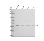 Western blot analysis of LIX1L using anti-LIX1L antibody. Lane 1: human SH-SY5Y whole cell lysates, Lane 2: human Jurkat whole cell lysates, Lane 3: human SiHa whole cell lysates, Lane 4: human Hela whole cell lysates. After electrophoresis, proteins were transferred to a nitrocellulose membrane at 150 mA for 50-90 minutes. Blocked the membrane with 5% non-fat milk/TBS for 1.5 hour at RT. The membrane was incubated with rabbit anti-LIX1L antibody at 0.5 ug/ml overnight at 4oC, then washed with TBS-0.1%Tween 3 times with 5 minutes each and probed with a goat anti-rabbit IgG-HRP secondary antibody at a dilution of 1:5000 for 1.5 hour at RT. The signal was developed using enhanced chemiluminescent. A specific band was detected for LIX1L at approximately 37 kDa. The expected molecular weight of LIX1L is ~37 kDa.