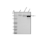 Western blot analysis of MYBBP1A using anti-MYBBP1A antibody. Electrophoresis was performed on a 8% SDS-PAGE gel at 80V (Stacking gel) / 120V (Resolving gel) for 2 hours. Lane 1: rat RH35 whole cell lysates, Lane 2: mouse ovary tissue lysates, Lane 3: mouse NIH/3T3 tissue lysates. After electrophoresis, proteins were transferred to a nitrocellulose membrane at 150 mA for 50-90 minutes. Blocked the membrane with 5% non-fat milk/TBS for 1.5 hour at RT. The membrane was incubated with rabbit anti-MYBBP1A antibody at 0.5 ug/ml overnight at 4oC, then washed with TBS-0.1%Tween 3 times with 5 minutes each and probed with a goat anti-rabbit IgG-HRP secondary antibody at a dilution of 1:5000 for 1.5 hour at RT. The signal was developed using an ECL Plus Western Blotting Substrate. A predominant doublet is observed at ~149-155 kDa, consistent with differential post-translationally modified forms of the nucleolar protein.