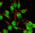 Immunofluorescent staining of MYBBP1A using anti-MYBBP1A antibody (green) and anti-Beta Tubulin antibody (red). MYBBP1A was detected in an immunocytochemical section of NIH/3T3 cells. Enzyme antigen retrieval was performed using IHC enzyme antigen retrieval reagent for 15 mins. The cells were blocked with 10% goat serum. And then incubated with 5 ug/ml rabbit anti-MYBBP1A antibody and mouse anti-Beta Tubulin antibody overnight at 4oC. DyLight 488 Conjugated Goat Anti-Rabbit IgG and Cy3 Conjugated Goat Anti-Mouse IgG were used as secondary antibody at 1:500 dilution and incubated for 30 minutes at 37oC. Visualize using a fluorescence microscope and filter sets appropriate for the label used.