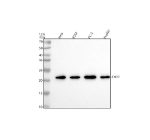 Western blot analysis of CHP2 using anti-CHP2 antibody. Lane 1: human Hela whole cell lysates, Lane 2: human K562 whole cell lysates, Lane 3: human PC-3 whole cell lysates, Lane 4: human HepG2 whole cell lysates. After electrophoresis, proteins were transferred to a nitrocellulose membrane at 150 mA for 50-90 minutes. Blocked the membrane with 5% non-fat milk/TBS for 1.5 hour at RT. The membrane was incubated with rabbit anti-CHP2 antibody at 0.5 ug/ml overnight at 4oC, then washed with TBS-0.1%Tween 3 times with 5 minutes each and probed with a goat anti-rabbit IgG-HRP secondary antibody at a dilution of 1:5000 for 1.5 hour at RT. The signal was developed using enhanced chemiluminescent. A specific band was detected for CHP2 at approximately 22 kDa. The expected molecular weight of CHP2 is ~22 kDa.