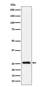 Western blot analysis of INMT/TEMT expression in human A549 cell lysate using INMT antibody. Predicted molecular weight ~29 kDa.