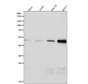 All lanes use the antibody at 1:2000 dilution for 1 hour at room temperature. Predicted molecular weight ~50 kDa.