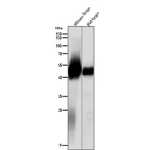 All lanes use the antibody at 1:2000 dilution for 1 hour at room temperature. Predicted molecular weight ~50 kDa.